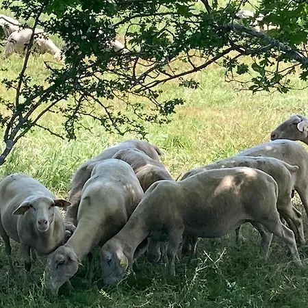 De Genty * Cenne-Monesties